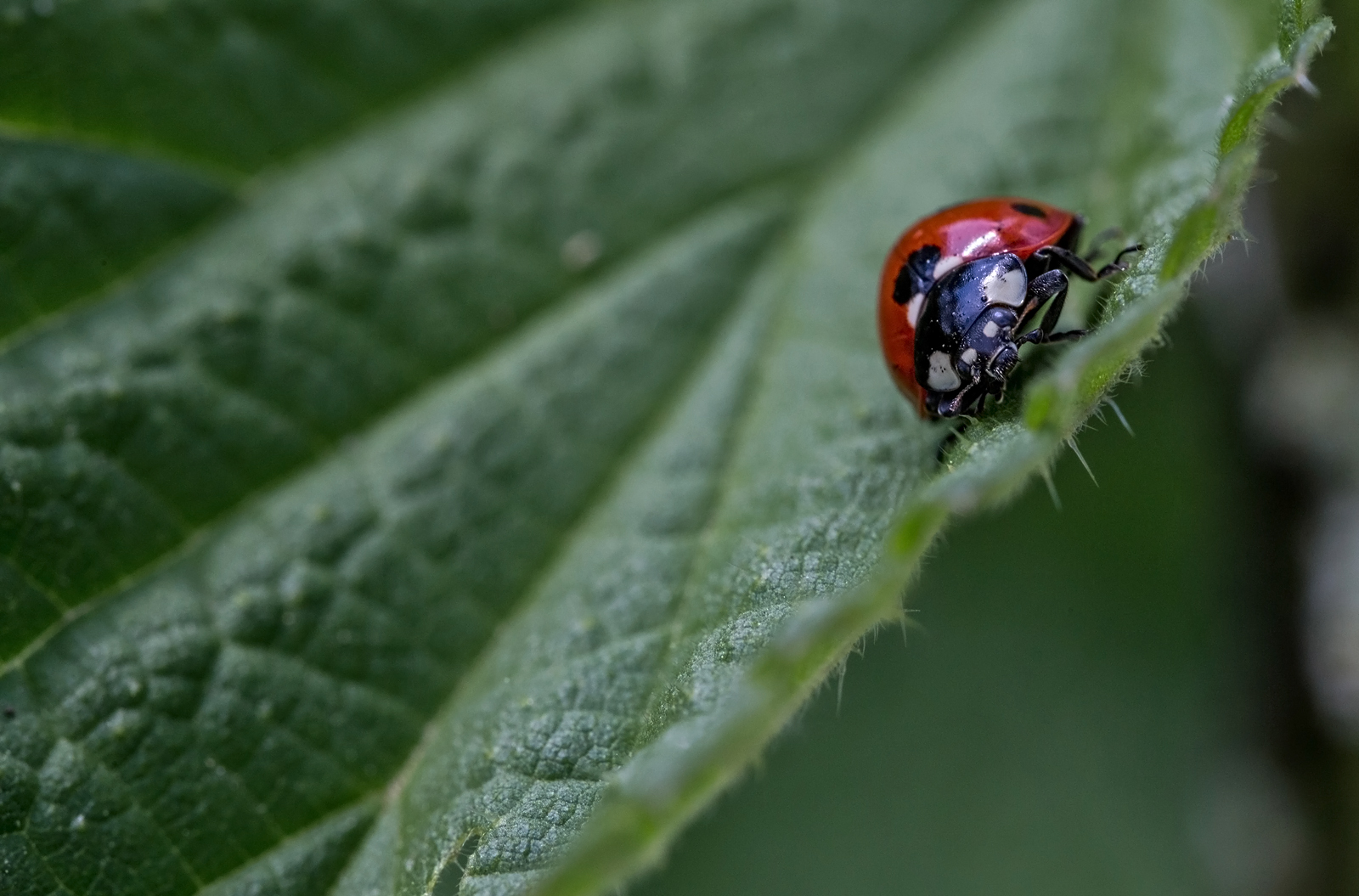 Ladybird Foto & Bild tiere, wildlife, insekten Bilder auf