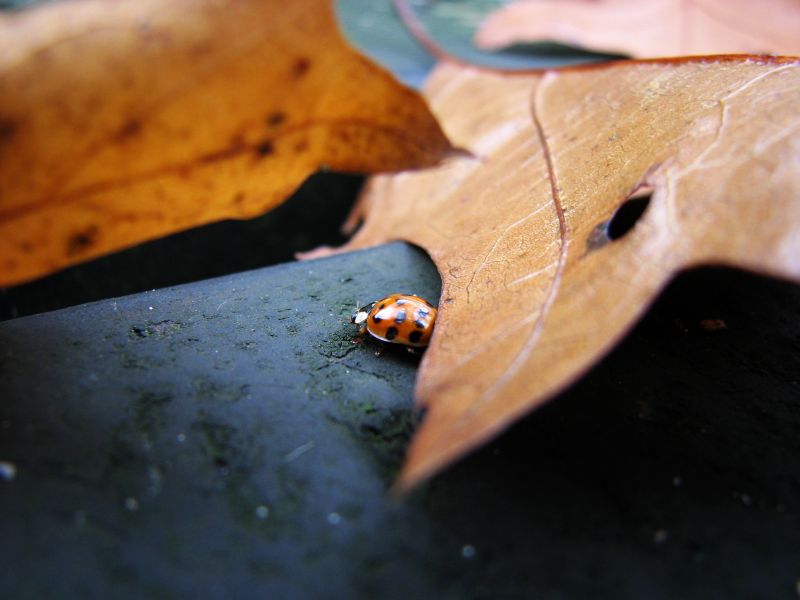 Ladybird.