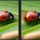 Ladybird Beetle ( 3D )