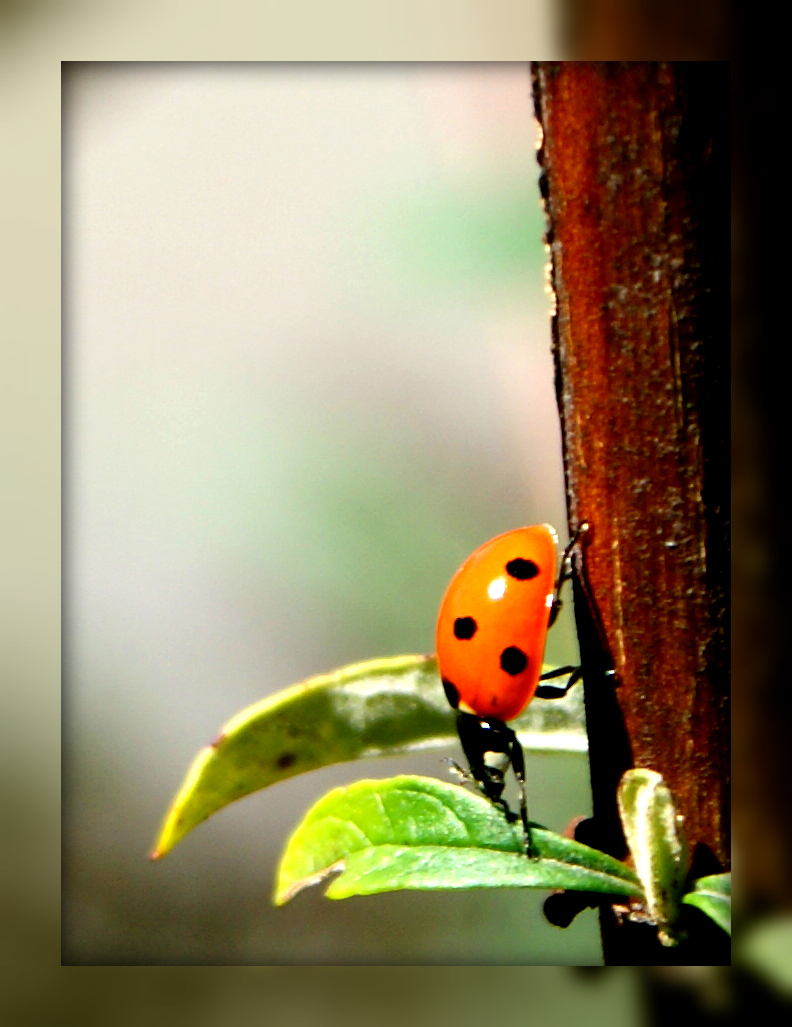 Ladybird