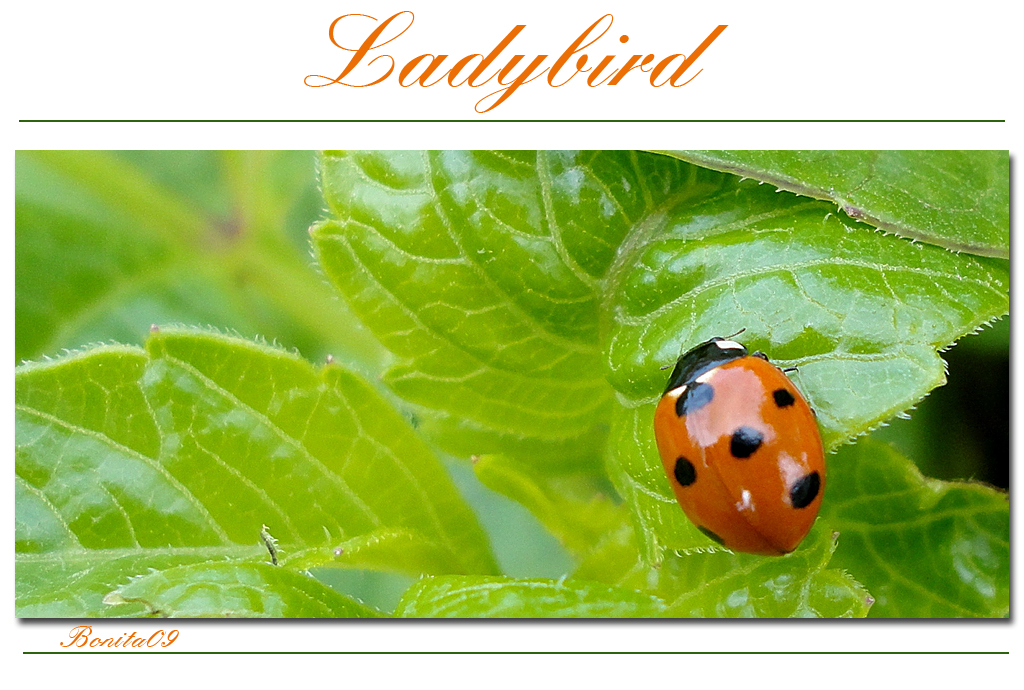 Ladybird