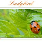 Ladybird