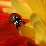 Ladybird