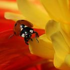 Ladybird