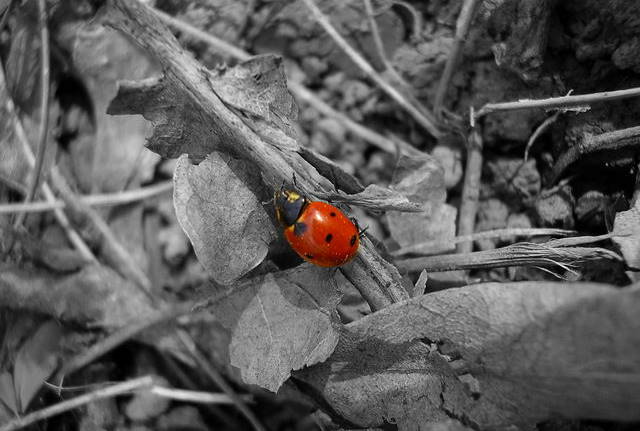 Ladybird