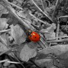 Ladybird