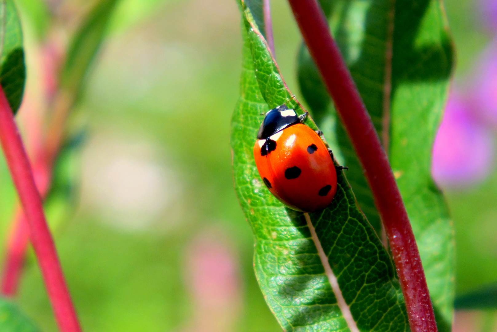 ladybird