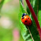 ladybird