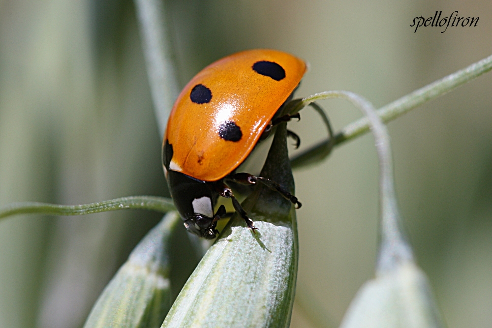 Ladybird