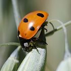 Ladybird