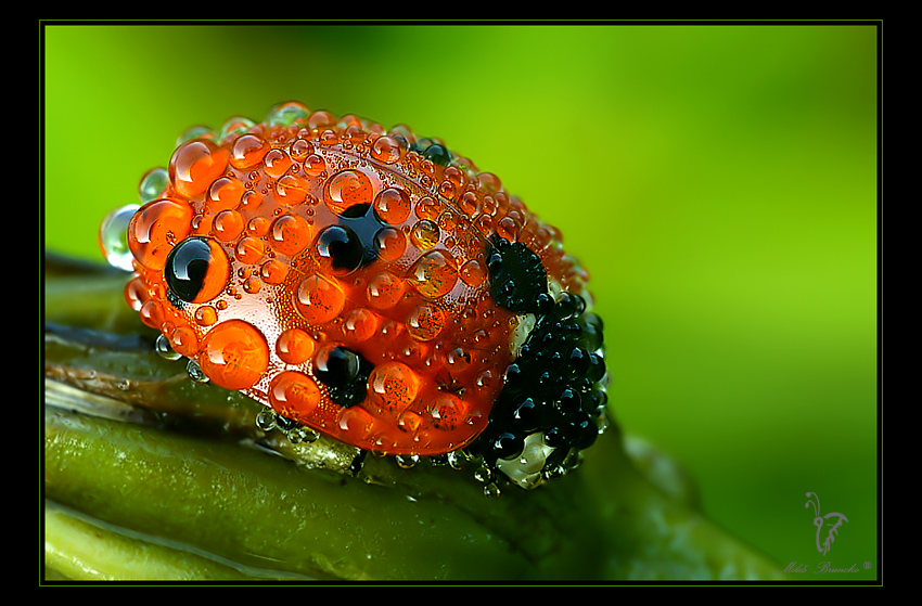 Ladybird dew