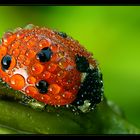 Ladybird dew