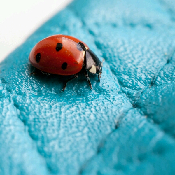 Ladybird