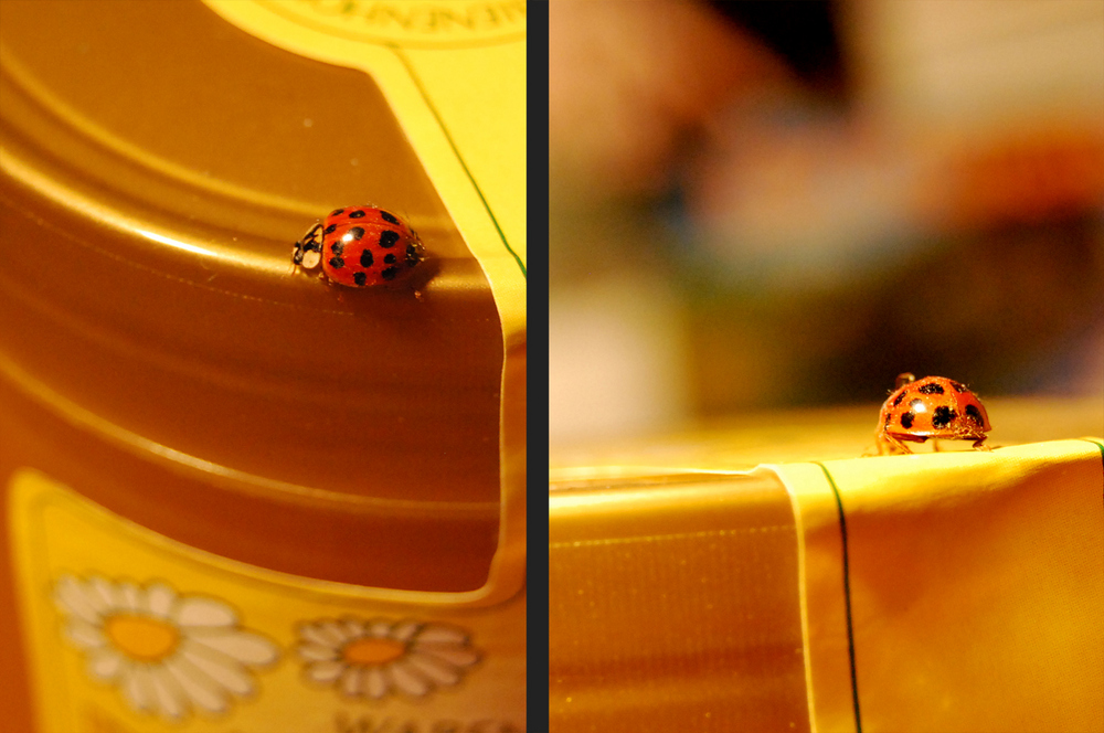 .ladybird.