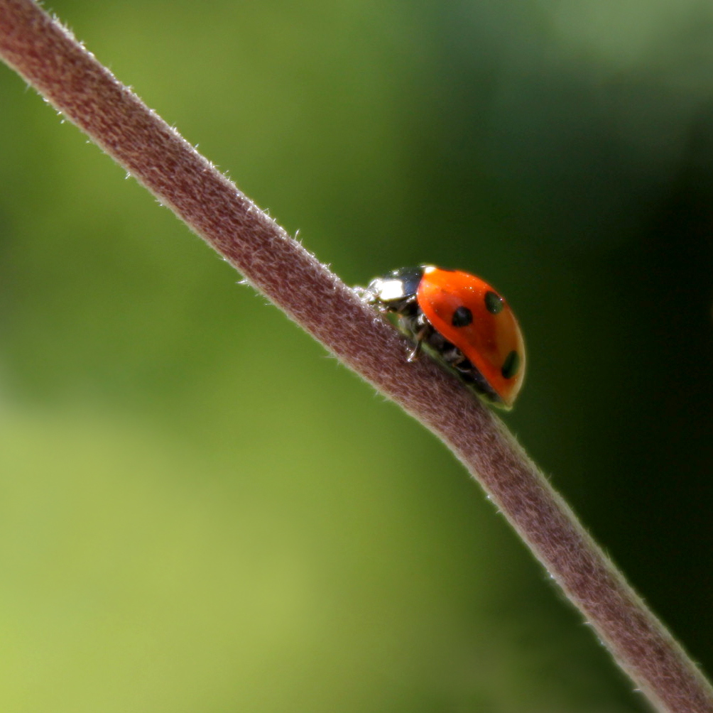 Ladybird