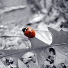 ladybird