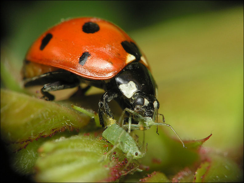 Ladybird eating plant-louse