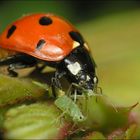 Ladybird eating plant-louse