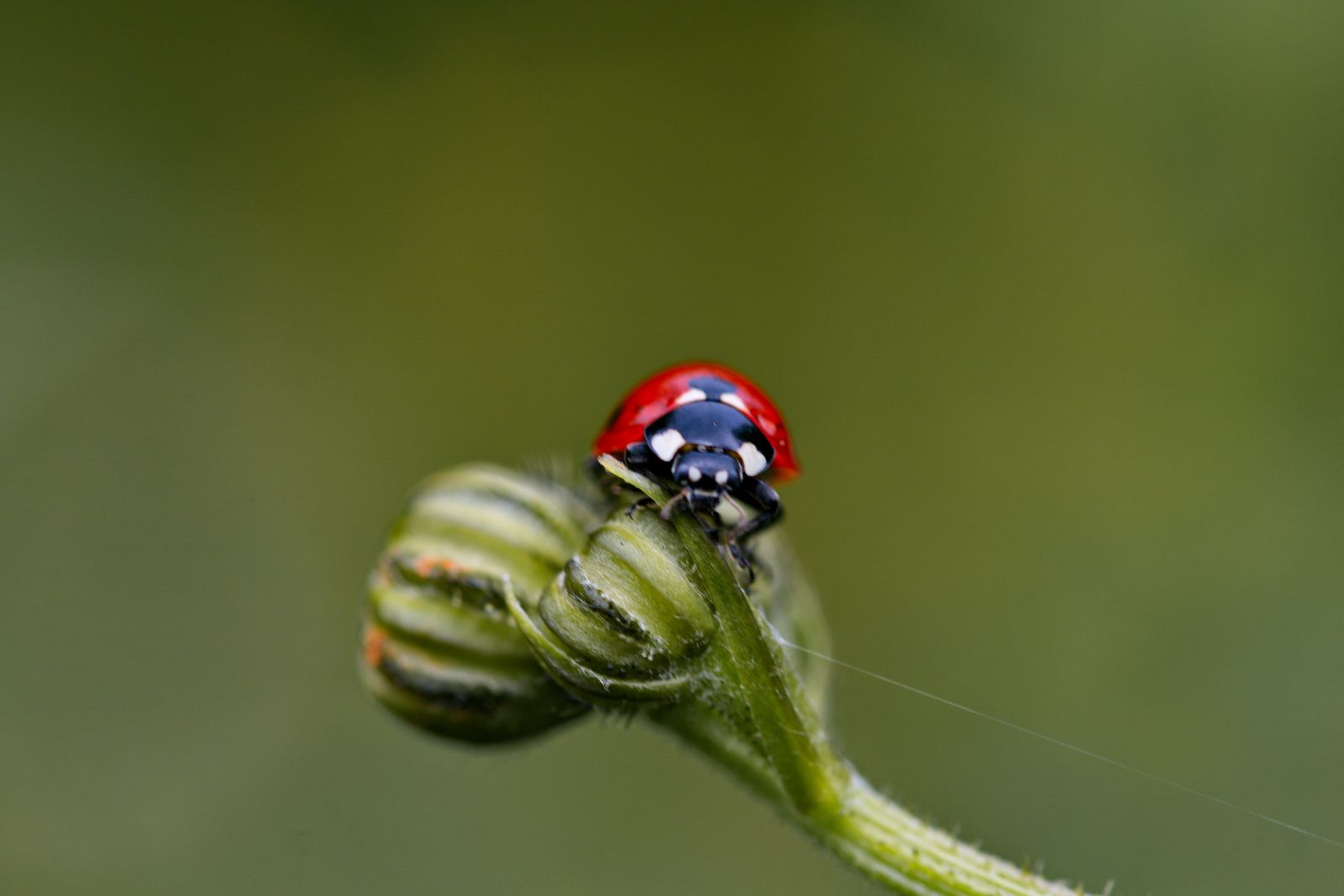 Ladybird