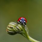 Ladybird