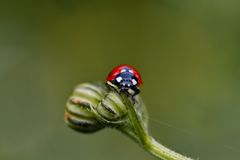 Ladybird