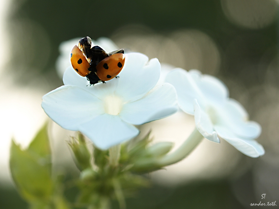 Ladybird