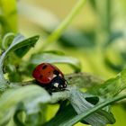 Ladybird