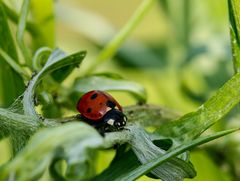 Ladybird