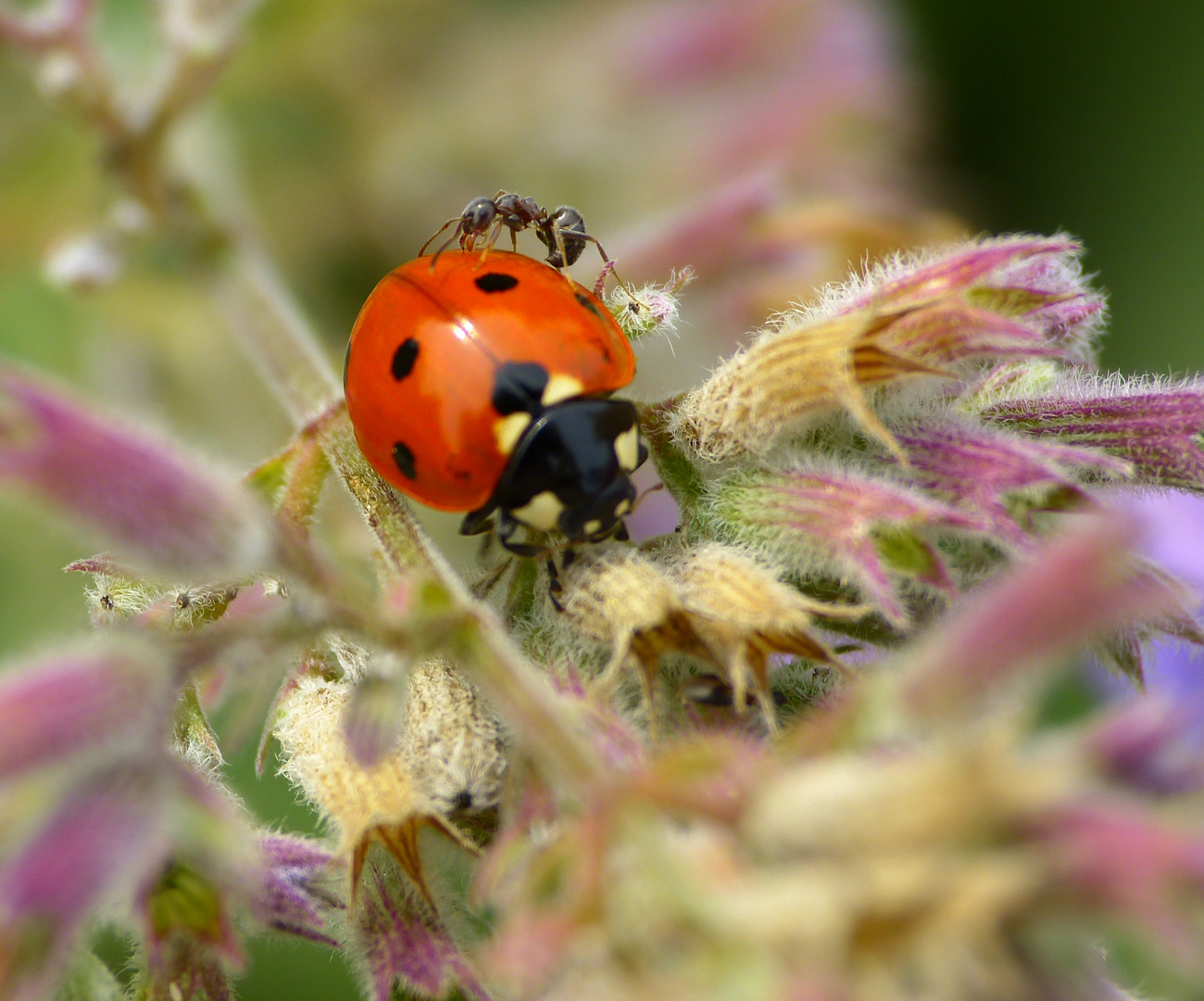 Ladybird & Friend