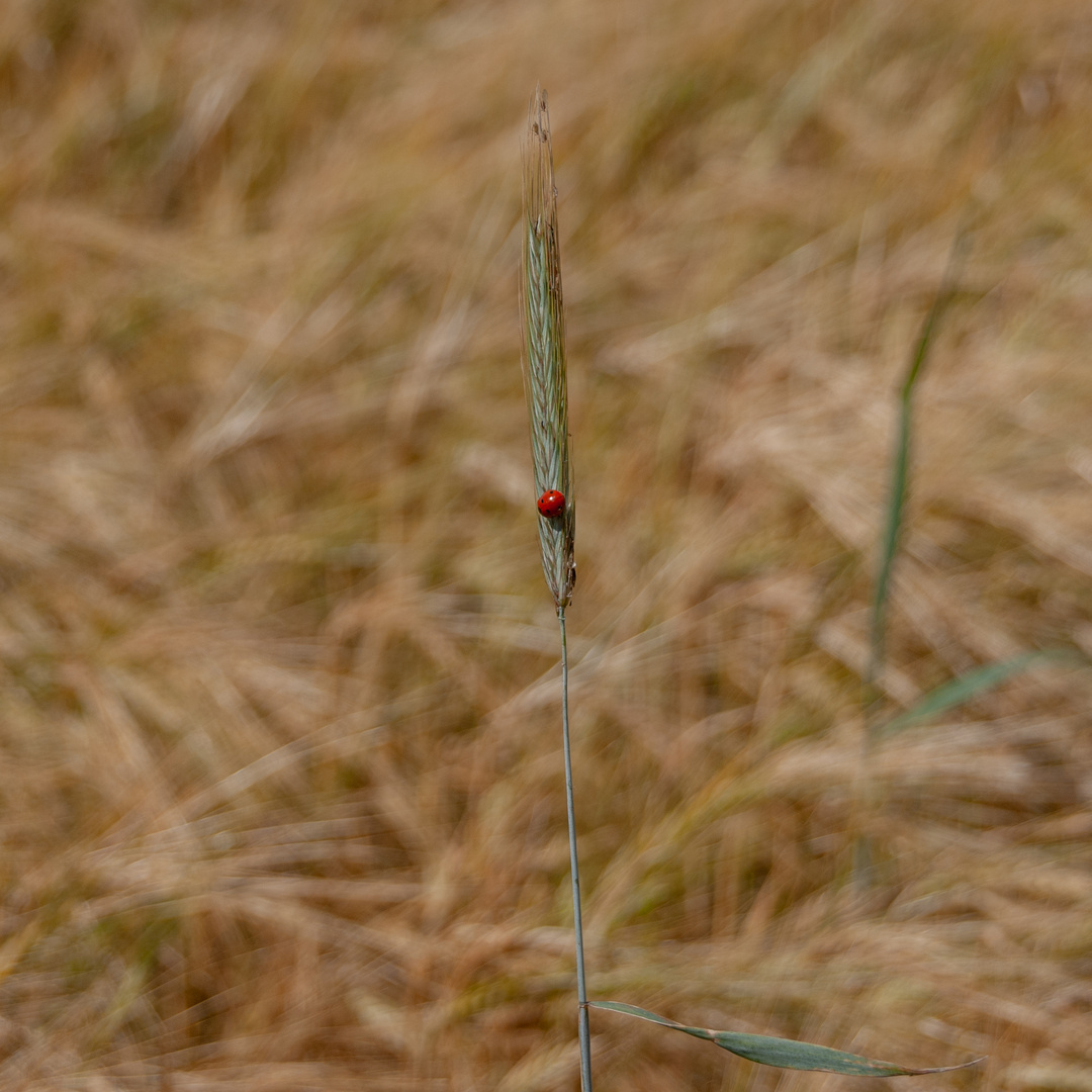 Ladybird in a Suffolk Barley Field. 