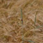 Ladybird in a Suffolk Barley Field. 