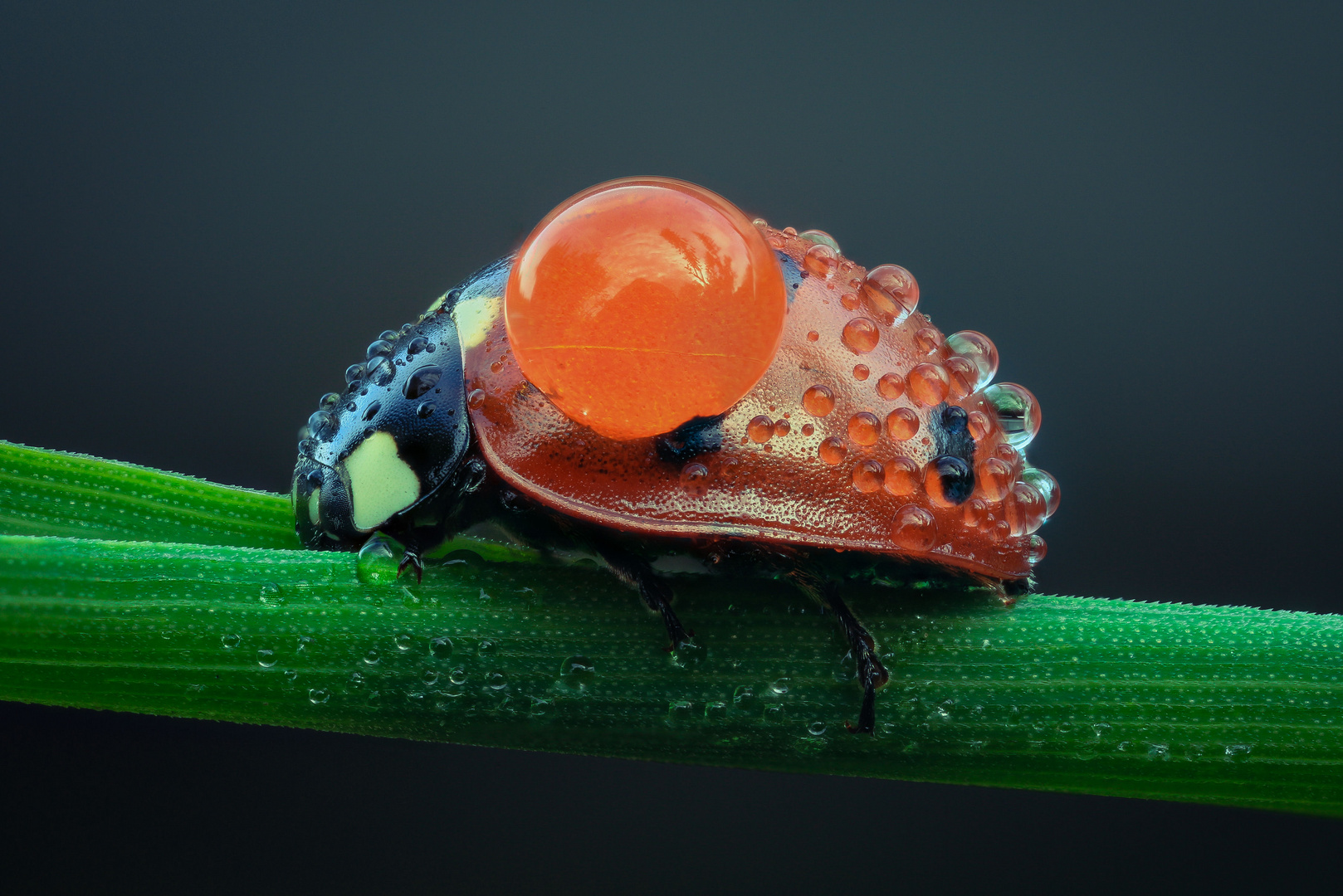 Ladybird in defrost