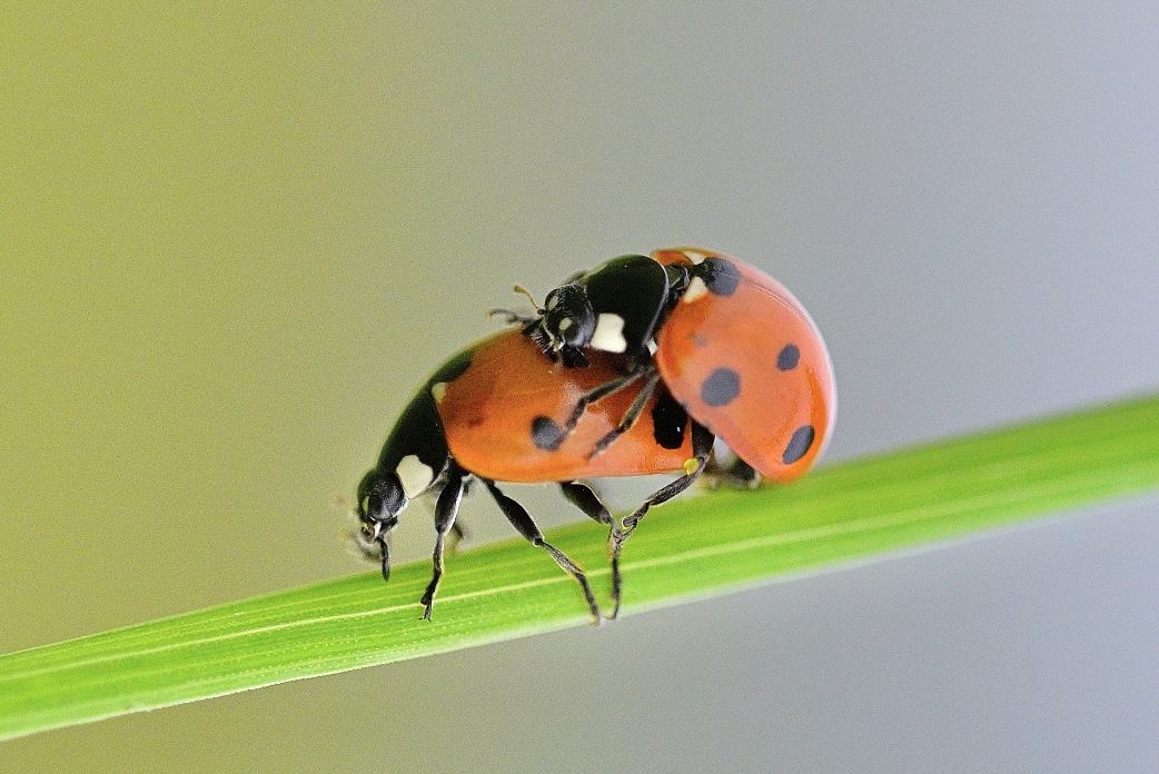 Ladybird in Love