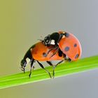 Ladybird in Love