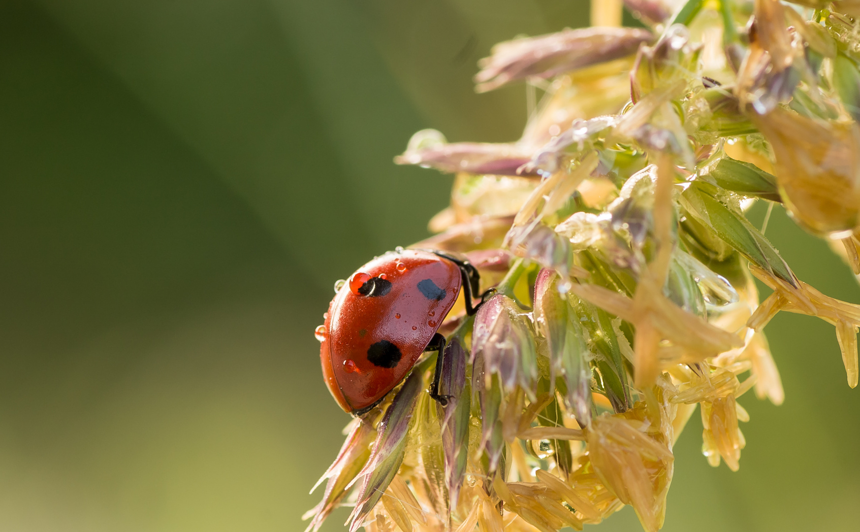 Ladybird in the morninglight