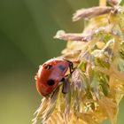 Ladybird in the morninglight