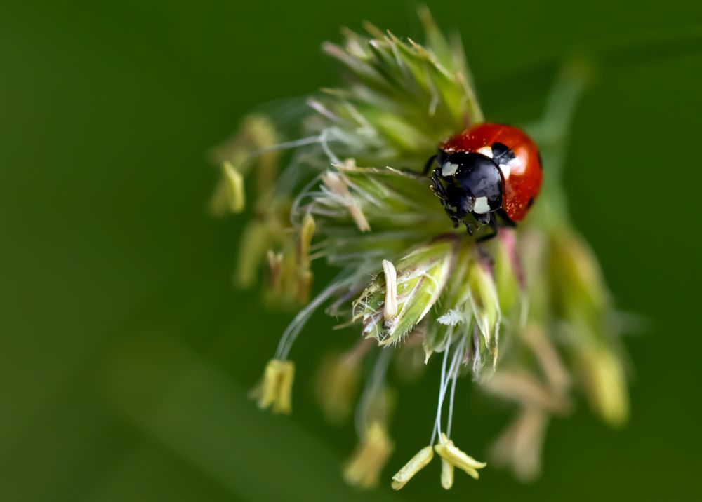 Ladybird *into the light*