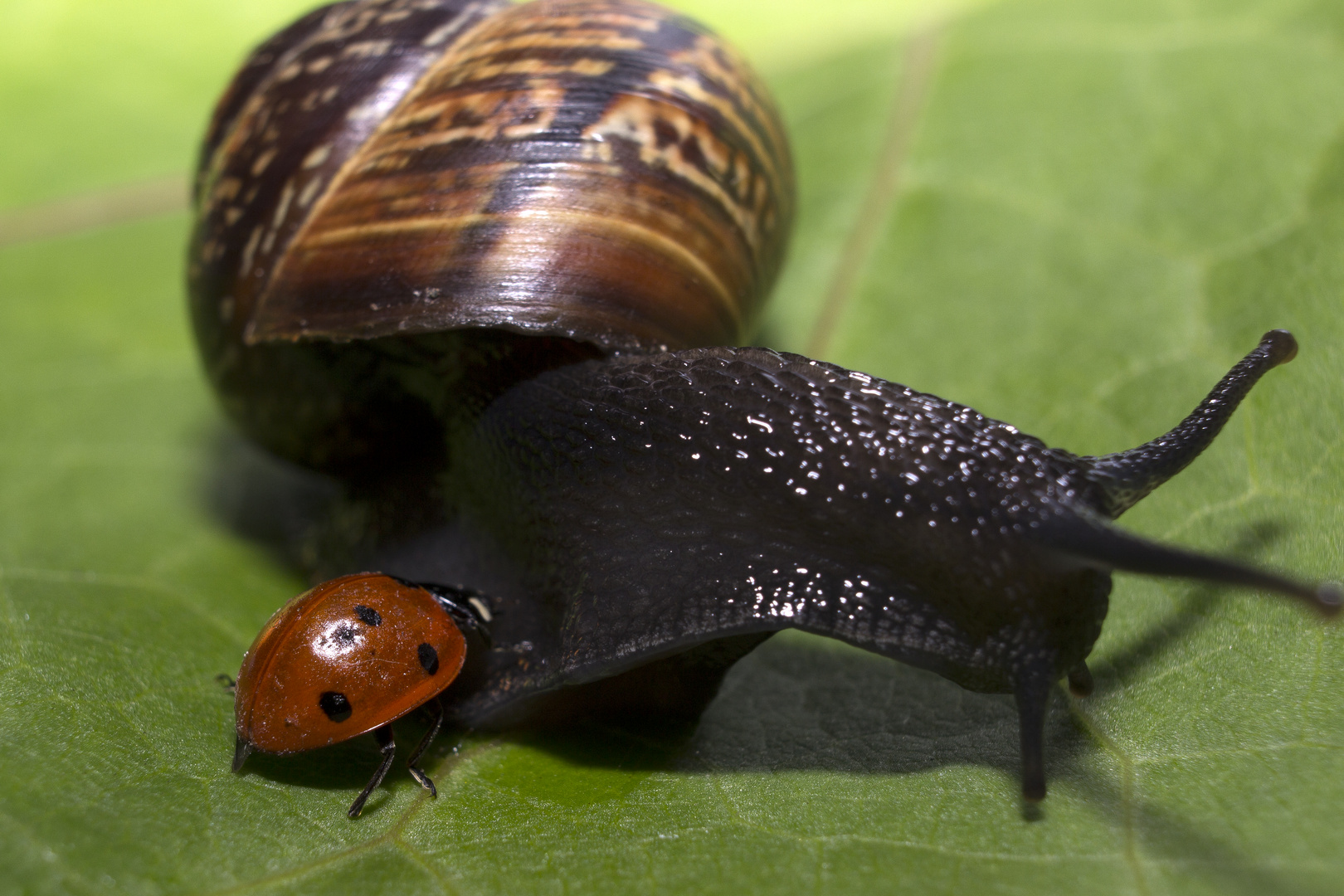 Ladybird meets Snail