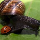 Ladybird meets Snail
