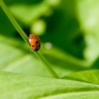 Ladybird on Green