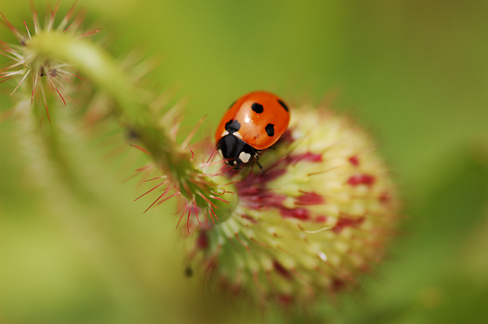 Ladybird on poppy