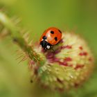 Ladybird on poppy