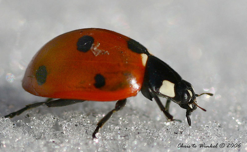 Ladybird on wintersport