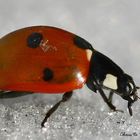 Ladybird on wintersport