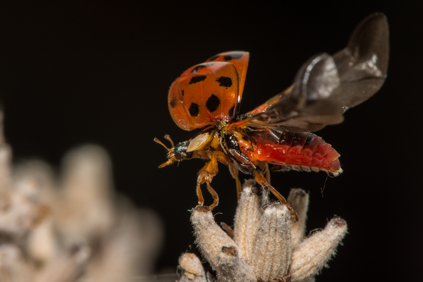 Ladybird take off