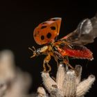 Ladybird take off