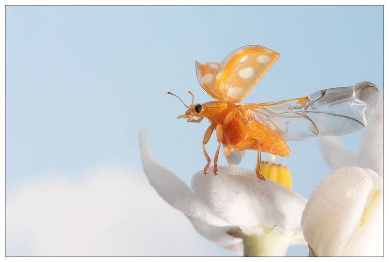 Ladybird taking off