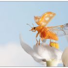 Ladybird taking off