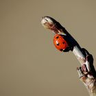 ladybird warming up