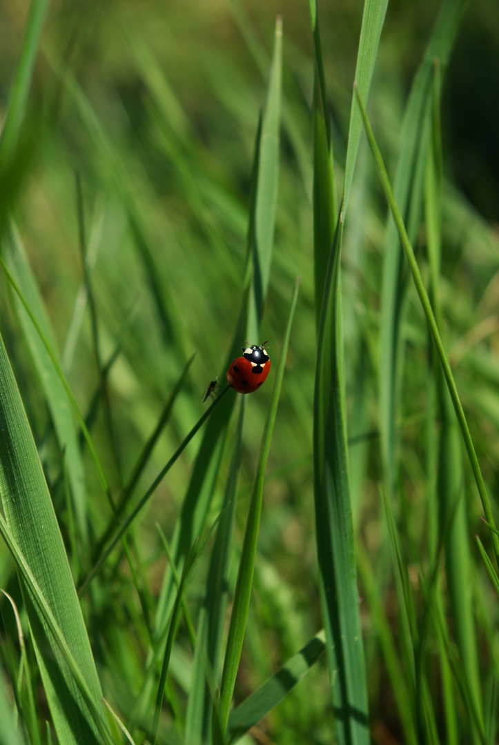 ladybird with a friend